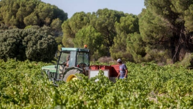 Los supermercados no cultivan tomates