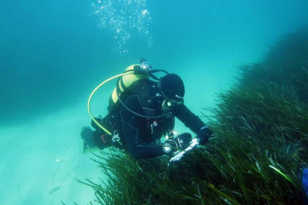 La Posidonia oceánica incrementa su densidad en espacios marinos protegidos del litoral valenciano