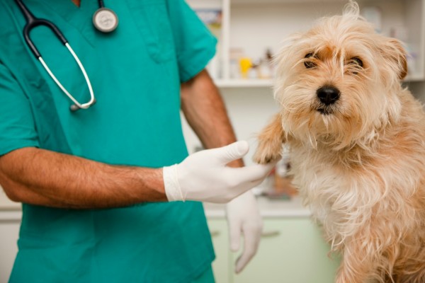 Farmacéuticos y veterinarios firman un acuerdo para diseñar el sistema de receta electrónica veterinaria
