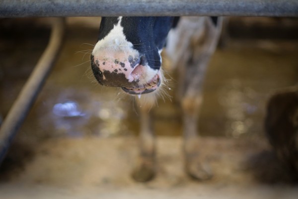La Generalitat confirma el primer caso del virus de la Lengua Azul en una explotación bovina de Orihuela