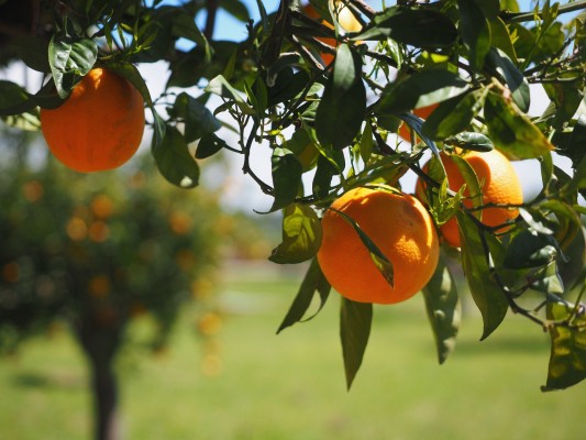 Los exportadores de cítricos apoyan las protestas convocadas por los agricultores
