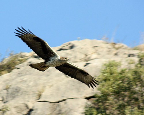 La desaparición del águila perdicera se frena en Castellón: sube el número de parejas reproductoras