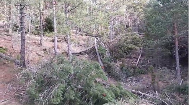 Ecologistas denuncian la tala de cientos de pinos en Penyagolosa con 