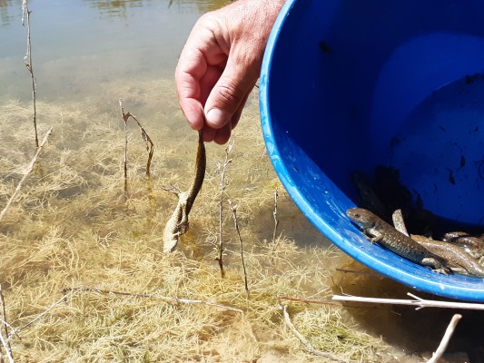 Medio Ambiente recupera las poblaciones amenazadas de anfibios de la Sierra Calderona