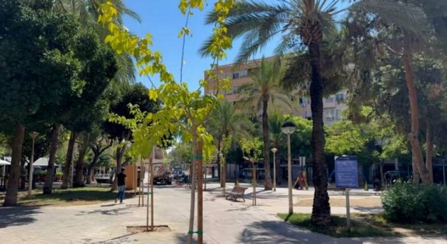 Elche prepara el despliegue de su plan de arbolado: 300.000 euros para 1.060 árboles y 860 alcorques