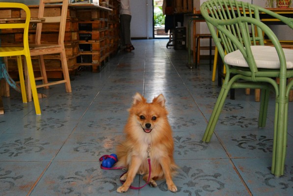 El concepto “dogfriendly”, una cuenta pendiente en Valencia