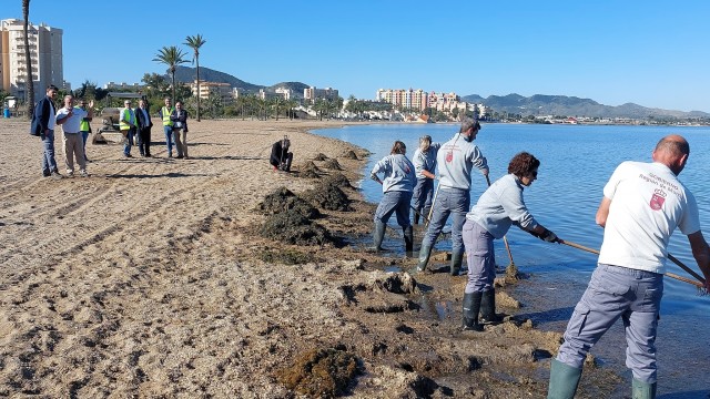 La Comunidad retirará 9.500 toneladas de biomasa en el Mar Menor en este 2024