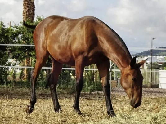 Subastan un total de nueve caballos procedentes de un proceso judicial localizados en Onda