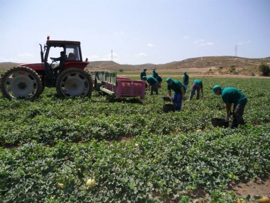 El bloqueo francés obliga al campo murciano a almacenar el 40% de su producción en frigoríficos