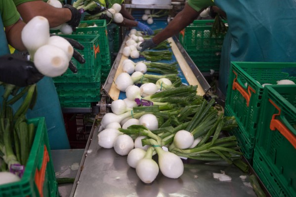 Cebollas Javaloyes reordena sus empresas en un 'holding' que amplía capital en 170.000 euros