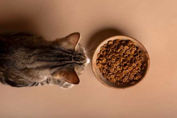 La dieta, la edad y el entorno influyen en la microbiota intestinal de los gatos, según varios estudios
