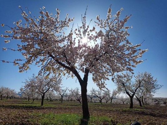 Mucho más que turismo de floración