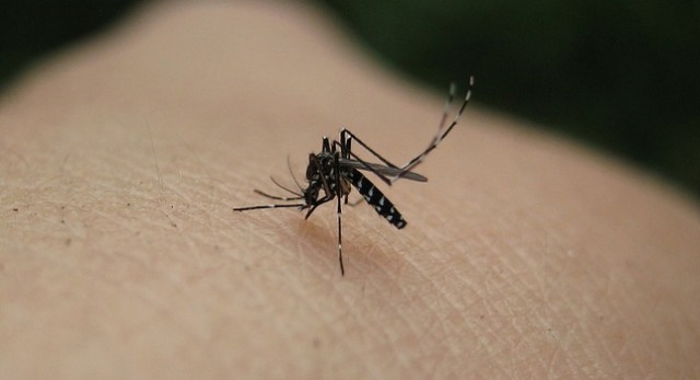 El 3% de la población sufre reacción intensa a picaduras de mosquitos