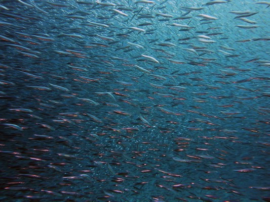 Sardinas comprometidas