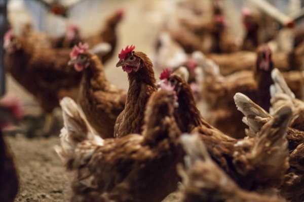 Huevos Guillén desarrollará proteína para piensos de mascotas en Huesca
