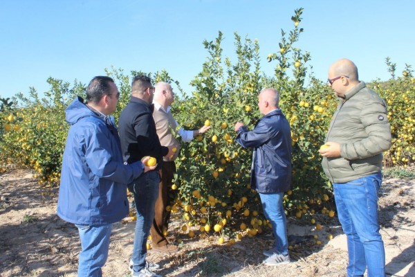 La Unió pide una ayuda extraordinaria para retirar 50.000 toneladas de limones ante una campaña 