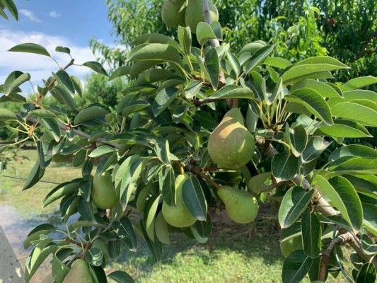 La Región cuenta con 468.111 hectáreas de cultivo, más del 40% de su superficie total