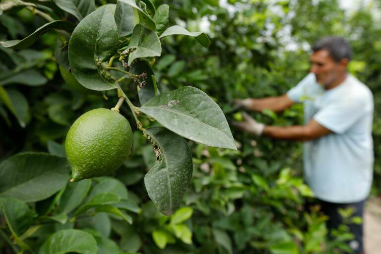El PPCV pide al Gobierno que compense a la agricultura valenciana por la absorción de CO2