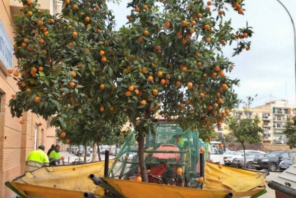 València inicia la retirada de naranjas de los 9.000 naranjos ornamentales de la ciudad