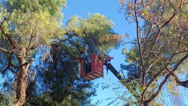 Acció Ecologista-Agró pide que se declare caducada la autorización de talas forestales en Enguera