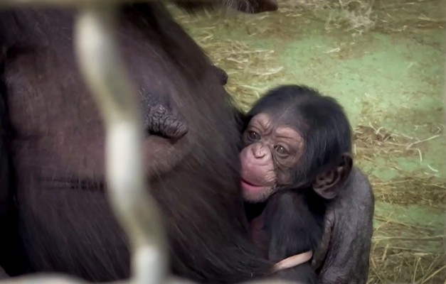 Nace en Bioparc una cría de una subespecie de chimpancé en peligro crítico de extinción