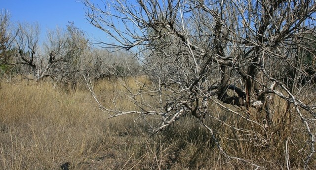 La Comunitat Valenciana bate su récord histórico de tierras abandonadas: 173.676 hectáreas