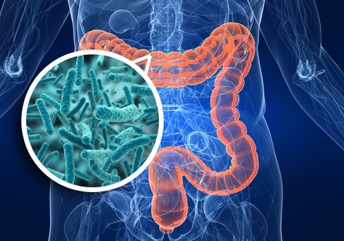 Una investigación evidencia que la flora intestinal puede aumentar la vida