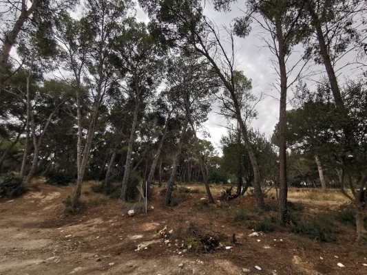Una constructora planea 92 viviendas en un paraje de Moraira a 20 metros del mar en plena arboleda