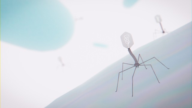 Los virus de bacterias adaptan su estrategia de infección por una red de interacciones con su huésped