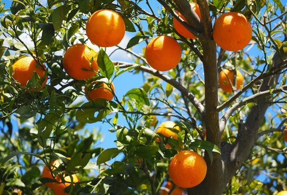 Anecoop teme por las exportaciones de naranja al este de Asia por los tiempos de tránsito