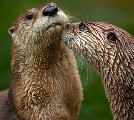 El Consorcio del Mijares realizará estudios para la conservación de la nutria en el paisaje protegido