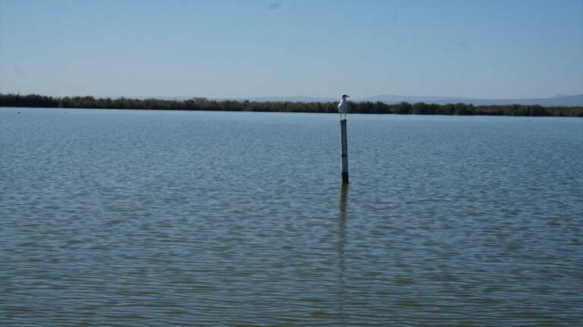 El Consell y el Gobierno acuerdan trabajar en un protocolo de emergencia que garantice el agua para l'Albufera