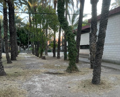 La directiva del colegio El Palmeral de Elche pide al gobierno que recupere su zona verde, 