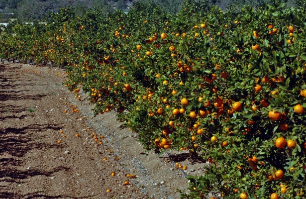 El Consell aumentará los controles para tratar de evitar que se etiquete naranja foránea como local