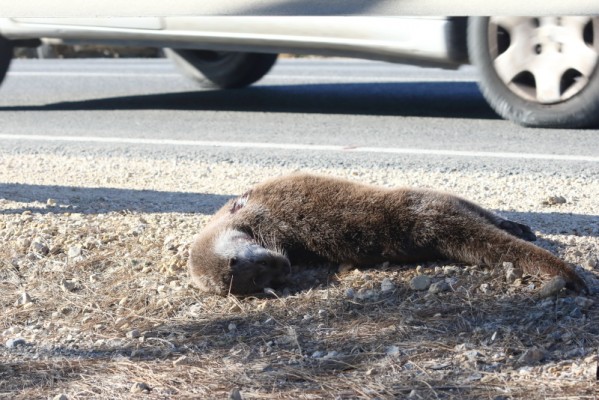 Atropello de una nutria junto a El Hondo: Ahsa advierte de nuevo sobre la ampliación de la CV-861