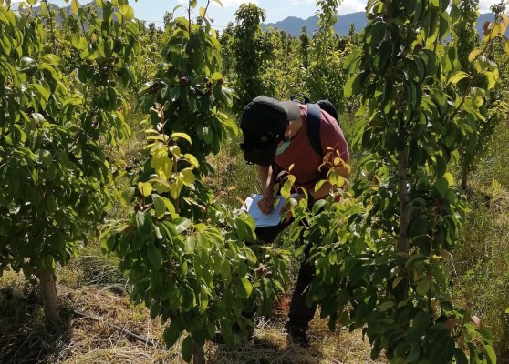 El Gobierno regional impulsa el cultivo de la pera de Jumilla
