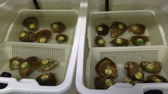 Luz verde a la instalación de cestos con ostras para ver la reducción de nutrientes en el Mar Menor
