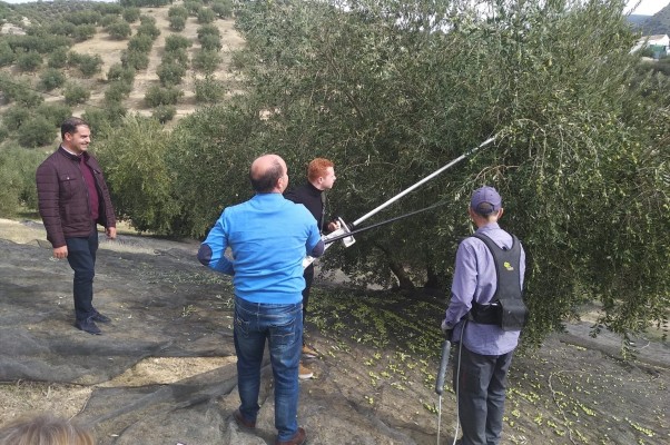 La Unió pide ayudas directas a los olivareros para compensar los efectos de otra cosecha corta