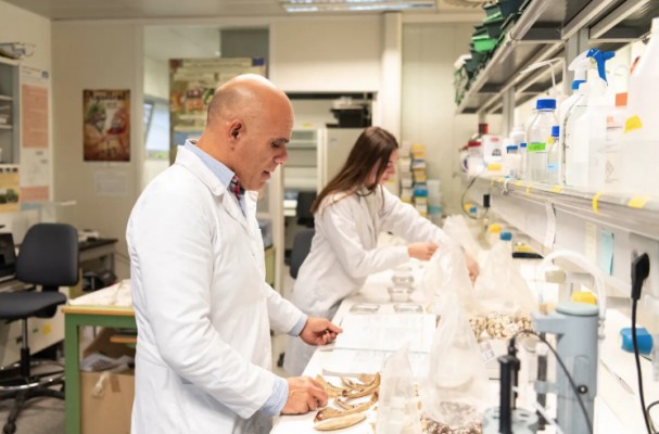 Expertos de la UPV buscan especies de 'garrofó' valenciano resistentes al cambio climático