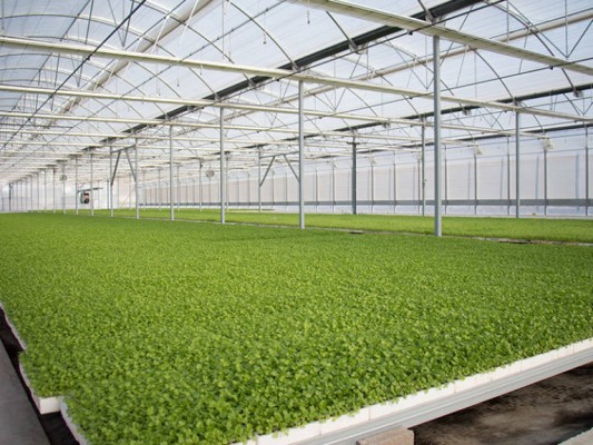 La agricultura intensiva de invernadero es la gran amenaza para las zonas áridas