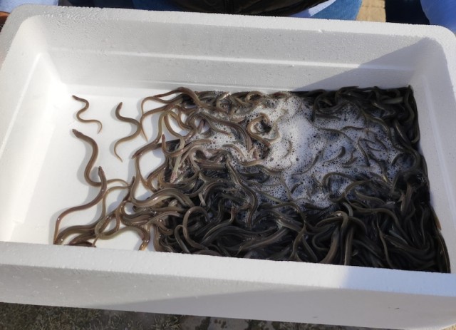 Pescadores sueltan 20.000 anguilas en l'Albufera para pedir medidas de preservación