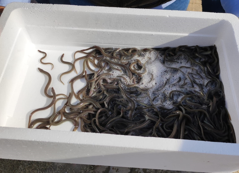 Pescadores sueltan 20.000 anguilas en l'Albufera para pedir medidas de preservación