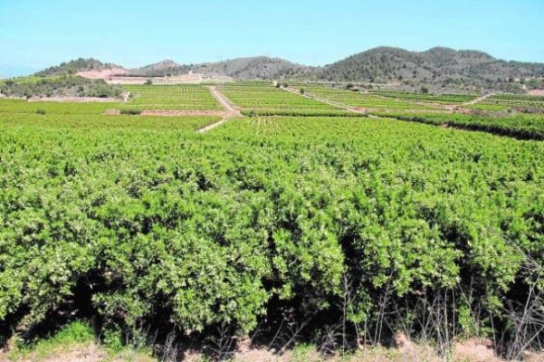 Ribarroja llamará a declarar a Soler por la operación Porxinos 