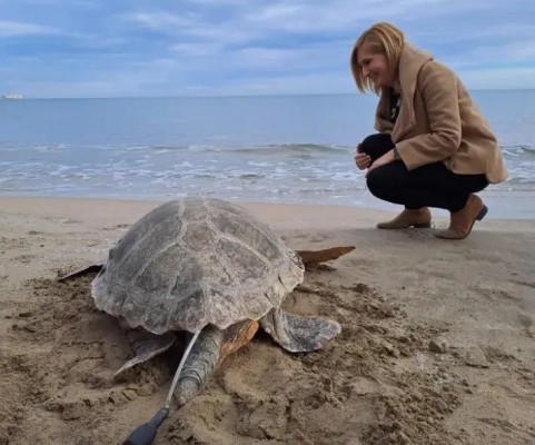 Liberan en una playa de la Serra d'Irta a la 777ª tortuga recuperada en l'Oceanogràfic desde 2007