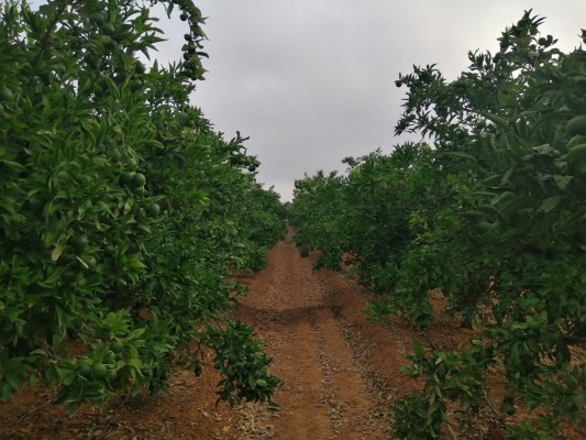 Organizaciones agrarias cifran en casi 2.000 las hectáreas perdidas en la Comunitat en 2023