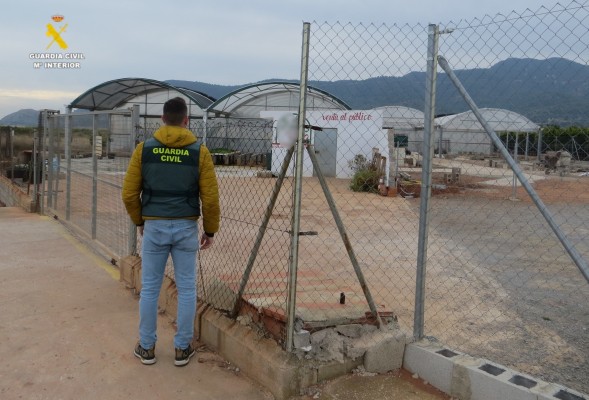  Detenido 'in fraganti' un hombre mientras robaba 624 plantones de hortalizas en Nules
