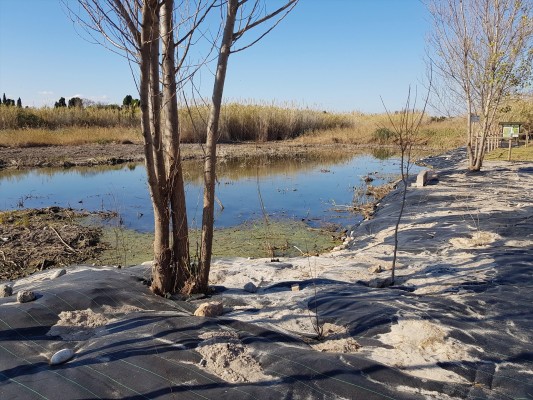 El Consorcio del río Mijares retira las lonas de la Gola Norte para avanzar en su recuperación