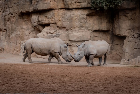 Bioparc incorpora dos nuevos rinocerontes y forma el grupo más numeroso en España