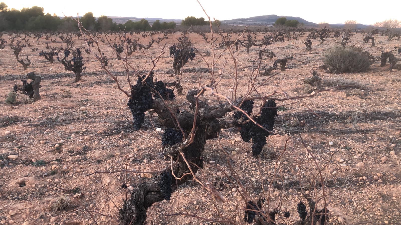 AVA-Asaja critica que las ayudas por la sequía vuelven a dejar fuera a la uva y el olivar