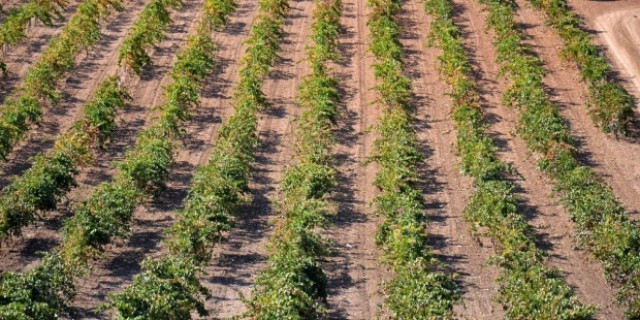Los agricultores valencianos exigena la UE que sancionen los últimos ataques franceses al vino español